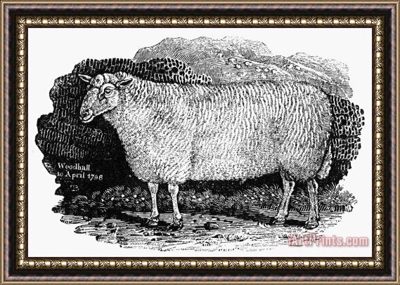 Others Sheep, 1798 Framed Print