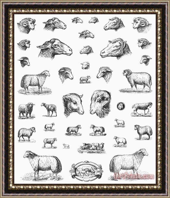Others SHEEP, 19th CENTURY Framed Print
