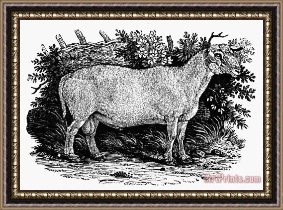 Others SHEEP, c1800 Framed Print