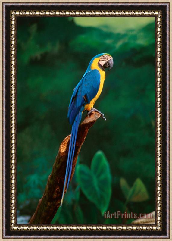 Others Singapore Macaw At Jurong Bird Park Framed Print