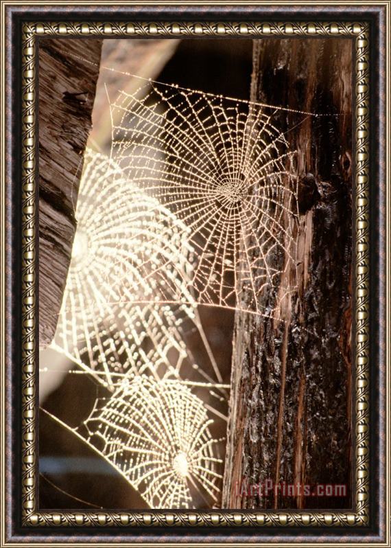 Others Spider Webs Framed Print