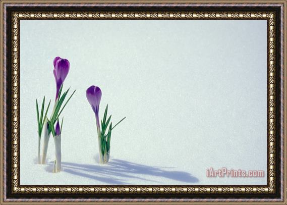Others Spring Crocuses In Snow Framed Painting
