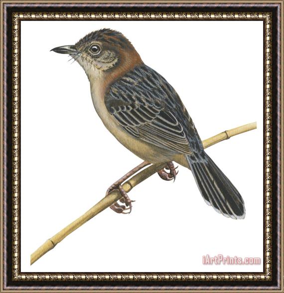Others Stout Cisticola Framed Painting