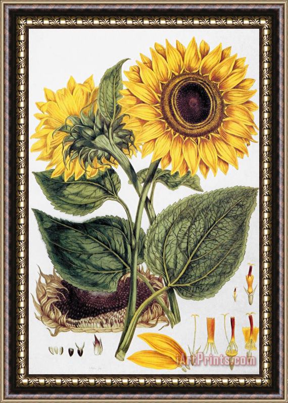 Others Sunflower Framed Print