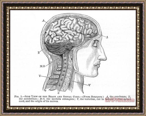 Others The Human Brain Framed Print