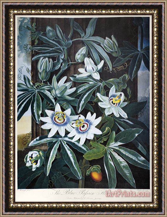 Others Thornton: Passion-flower Framed Print