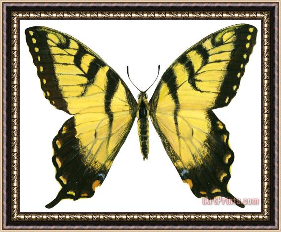 Others Tiger Swallowtail Framed Print