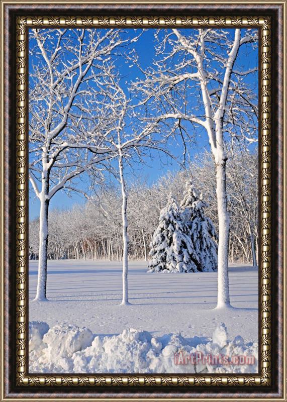 Others Trees In Snow Wisconsin Framed Print