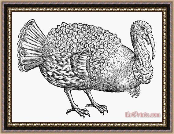 Others Turkey, 1560 Framed Painting
