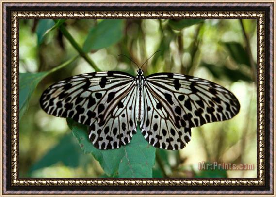 Others Uglassy Tiger Butterfly Framed Print