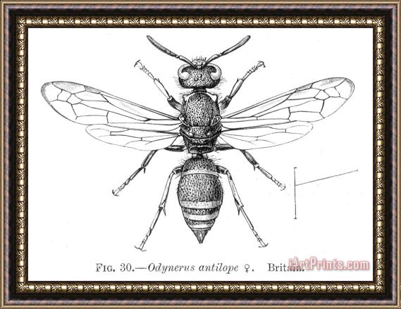 Others Wasp Framed Painting