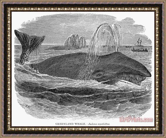 Others Whaling In South Pacific Framed Print