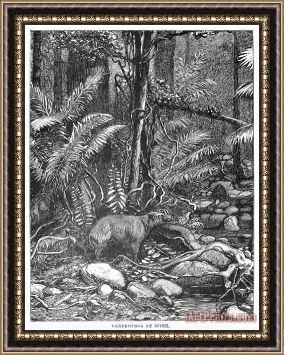 Others Wild Boar Framed Print