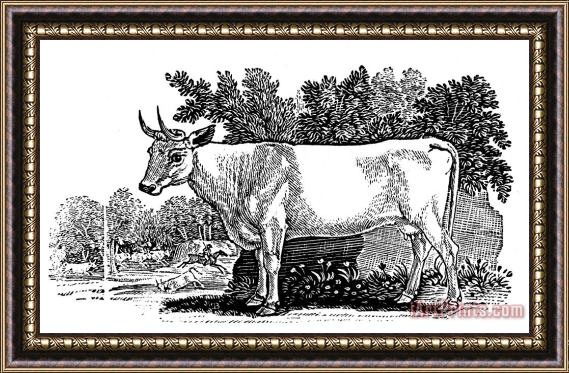 Others Wild Cattle Framed Print
