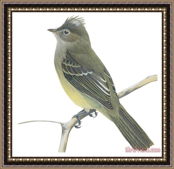 Others Yellow Bellied Elaenia Framed Painting