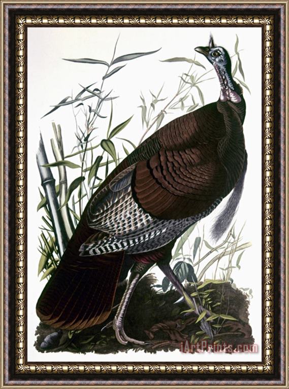 Pablo Picasso John James Audubon Audubon Turkey Framed Print
