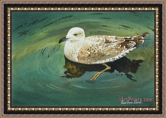 Paul Dene Marlor Black Backed Gull Framed Painting
