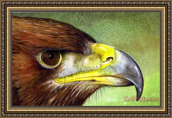 Art Prints Paul Dene Marlor Golden Eagle Framed Print