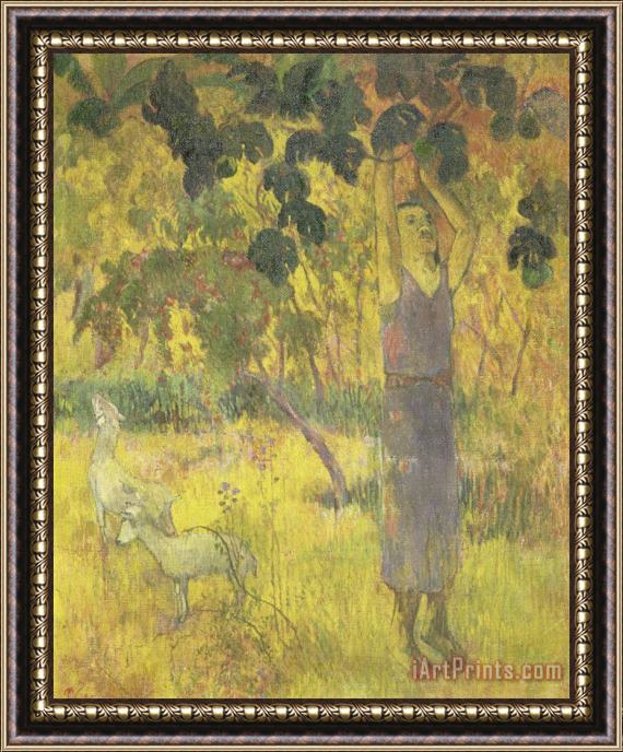 Paul Gauguin Man Picking Fruit From a Tree Framed Print