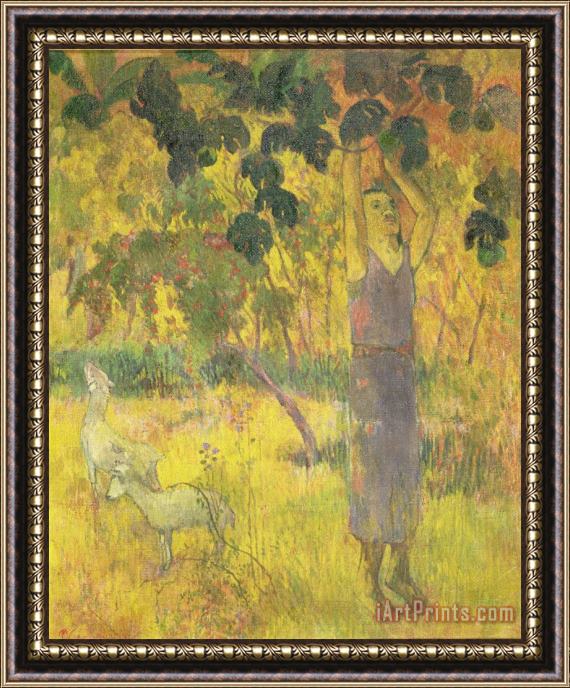 Paul Gauguin Picking Fruit from a Tree Framed Painting