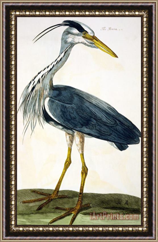 Peter Paillou The Heron Framed Print