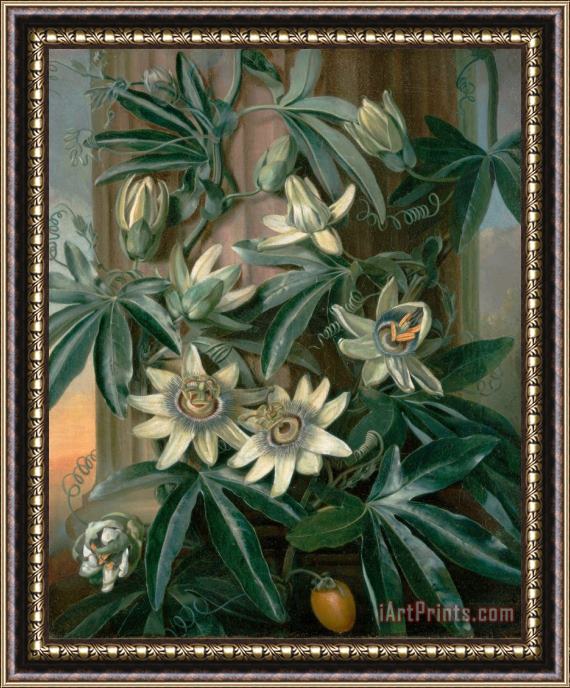 Philip Reinagle Blue Passion Flower, for The 