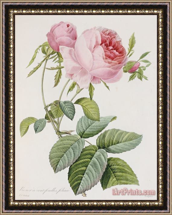 Pierre Joesph Redoute Rose Framed Print