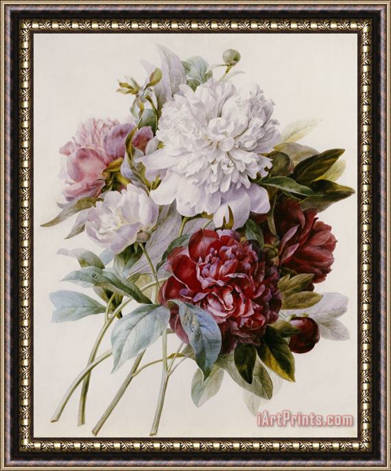 Pierre Joseph Redoute A Bouquet Of Red Pink And White Peonies Framed Print