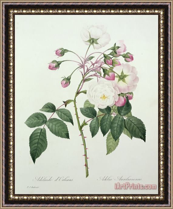 Pierre Joseph Redoute Adelia aurelianensis Framed Painting