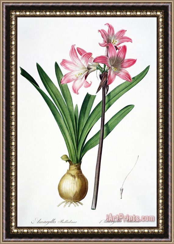 Pierre Joseph Redoute Amaryllis Belladonna From Les Liliacees Engraved By De Gouy Framed Print