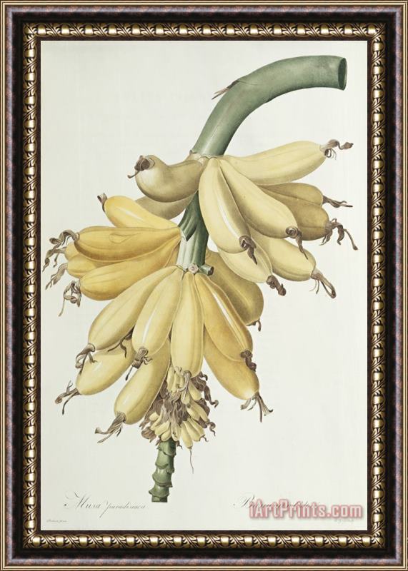 Pierre Joseph Redoute Bananas Framed Painting