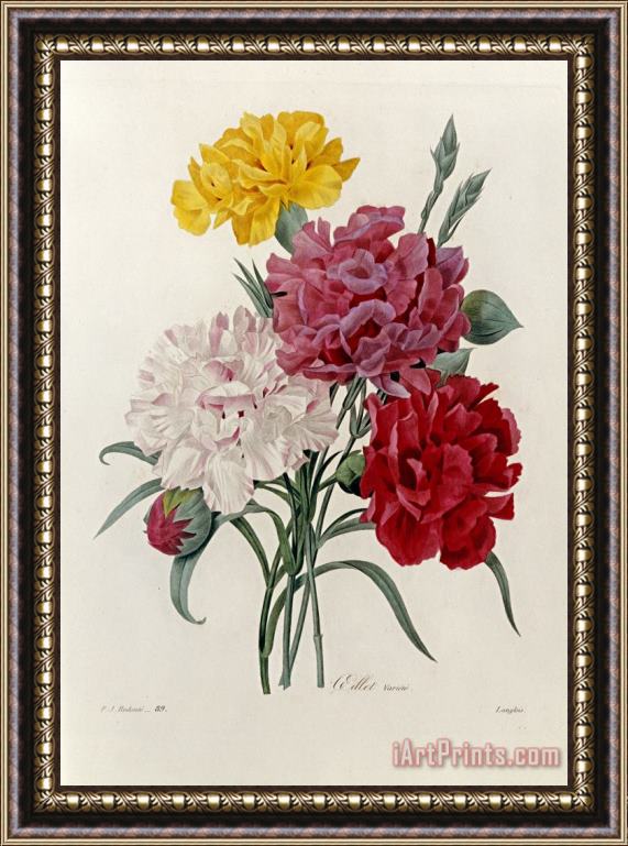 Pierre Joseph Redoute Carnations Framed Painting