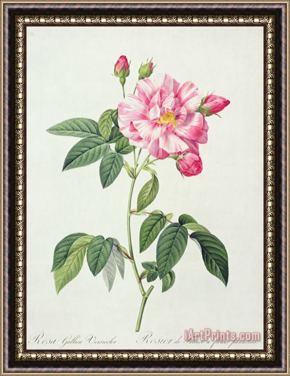 Pierre Joseph Redoute French Rose Framed Painting