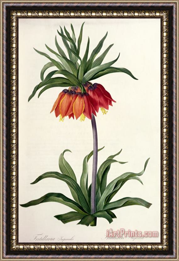 Pierre Joseph Redoute Fritillaria Imperialis Framed Painting