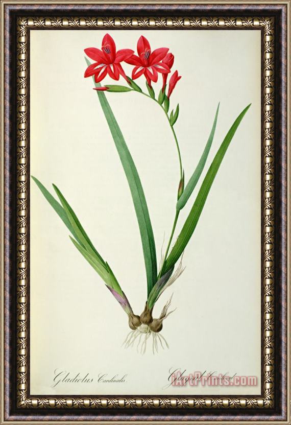 Pierre Joseph Redoute Gladiolus Cardinalis Framed Print