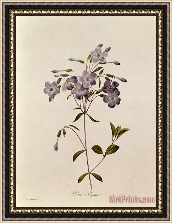 Pierre Joseph Redoute Phlox reptans Framed Painting