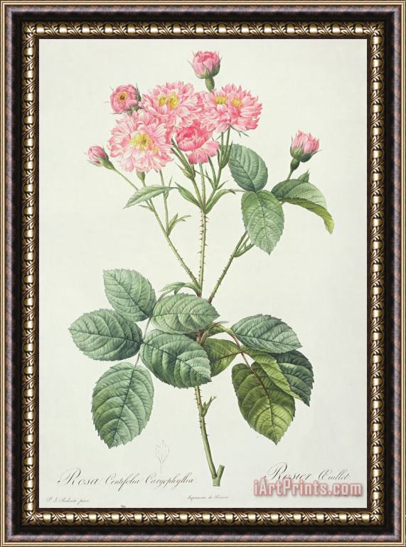 Pierre Joseph Redoute Rosa Centifolia Caryophyllea Framed Print