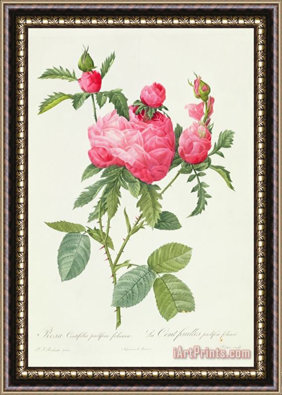 Pierre Joseph Redoute Rosa Centifolia Prolifera Foliacea Framed Painting