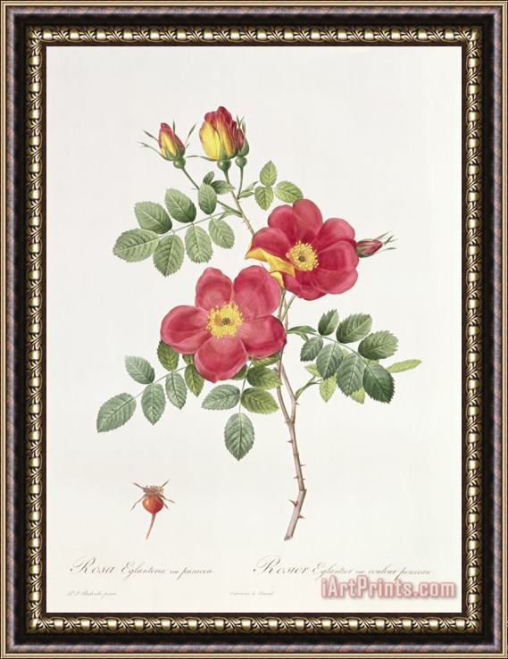 Pierre Joseph Redoute Rosa Eglantera Punicea Framed Print