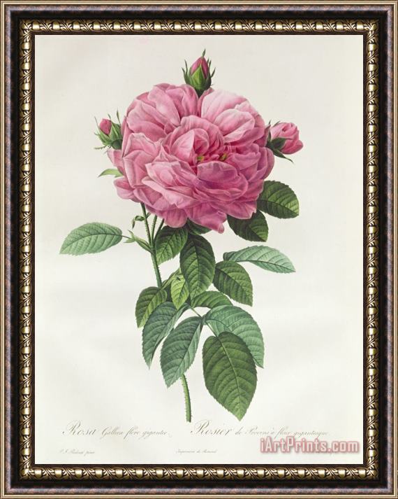 Pierre Joseph Redoute Rosa Gallica Flore Giganteo Framed Print