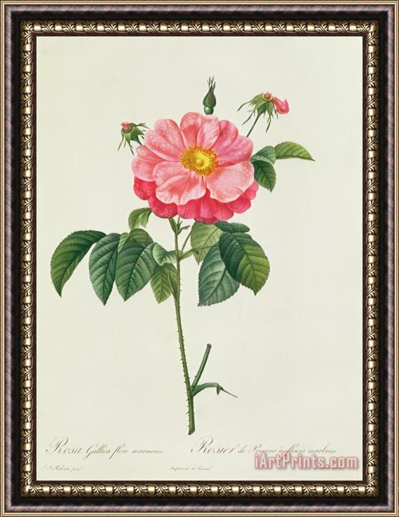 Pierre Joseph Redoute Rosa Gallica Flore Marmoreo Framed Painting