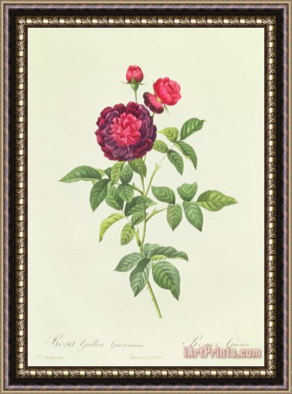 Pierre Joseph Redoute Rosa Gallica Gueriniana Framed Print