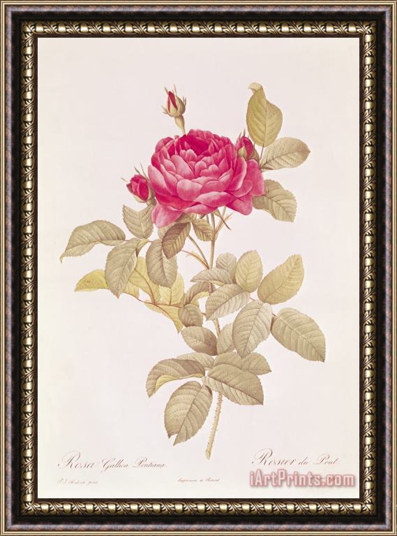 Pierre Joseph Redoute Rosa Gallica Pontiana Framed Painting
