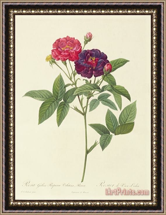 Pierre Joseph Redoute Rosa Gallica Purpurea Velutina Framed Print