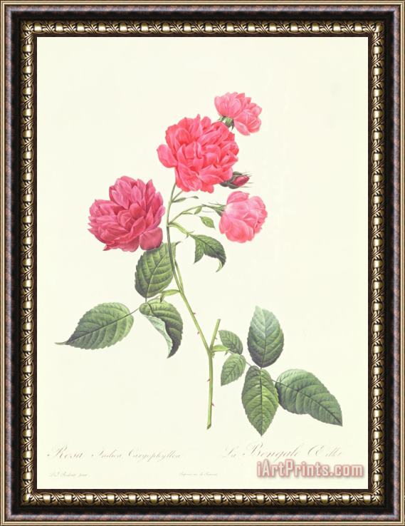 Pierre Joseph Redoute Rosa Indica Caryophyllea Framed Painting
