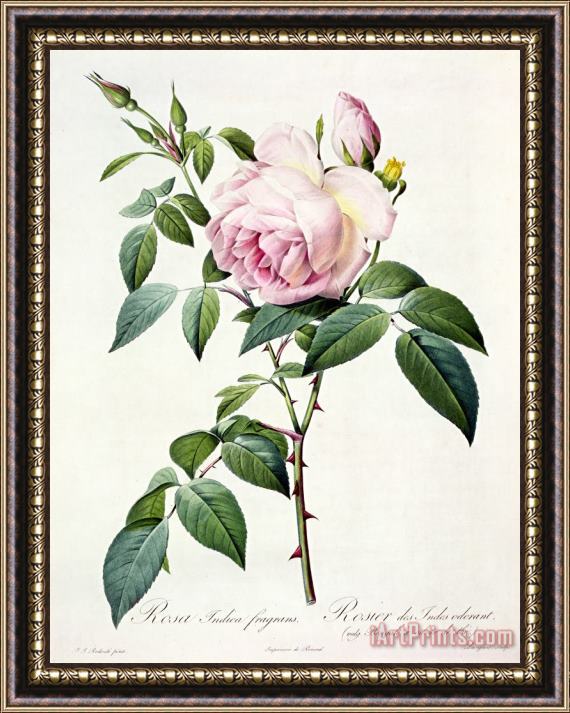 Pierre Joseph Redoute Rosa Indica Fragrans Framed Painting