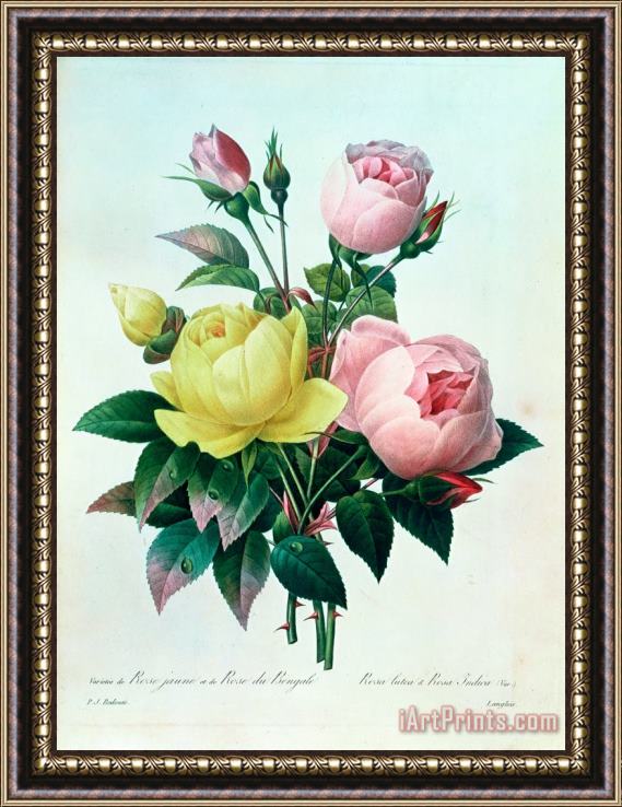 Pierre Joseph Redoute Rosa Lutea and Rosa Indica Framed Painting