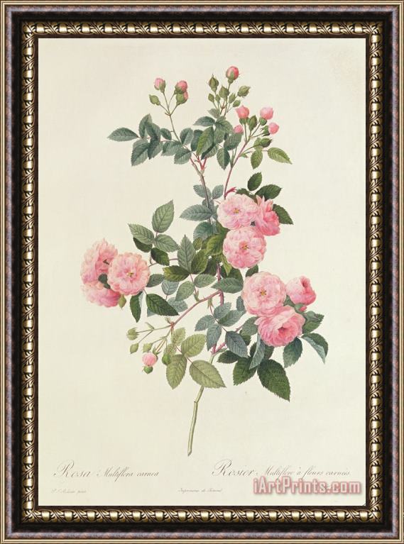 Pierre Joseph Redoute Rosa Multiflora Carnea Framed Print