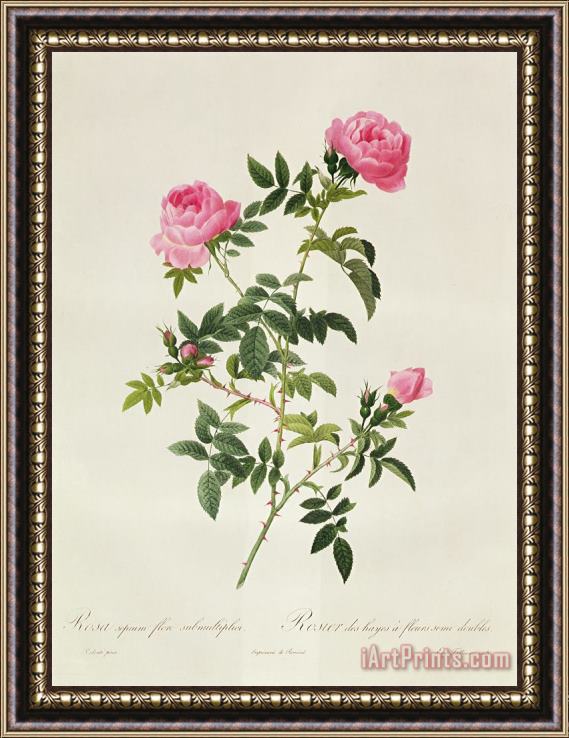 Pierre Joseph Redoute Rosa Sepium Flore Submultiplici Framed Print