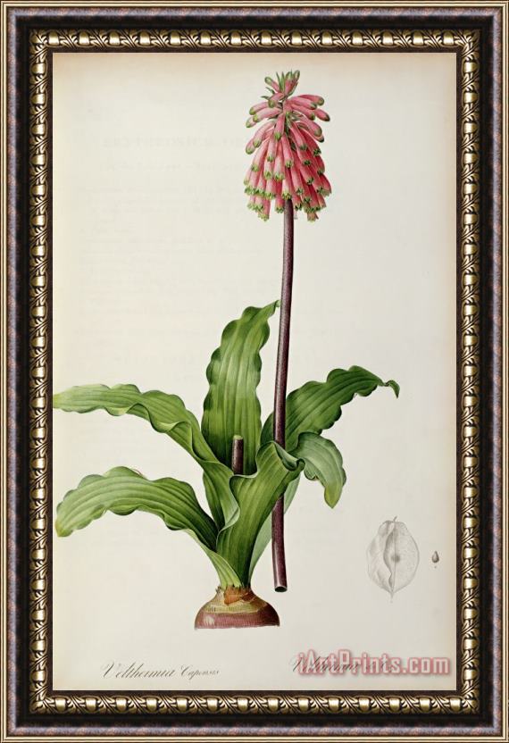 Pierre Joseph Redoute Veltheimia Capensis Framed Painting